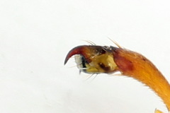 Trichiosoma lucorum