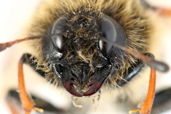 Trichiosoma lucorum