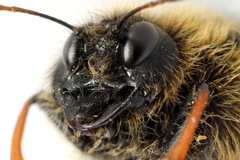 Trichiosoma lucorum
