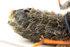 Trichiosoma lucorum