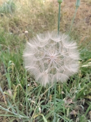 Tragopogon porrifolius