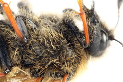 Trichiosoma lucorum