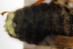 Trichiosoma lucorum