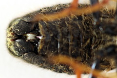 Trichiosoma lucorum
