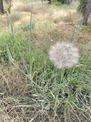 Tragopogon porrifolius