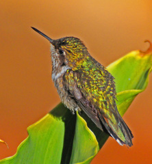 Scintillant Hummingbird photo 3