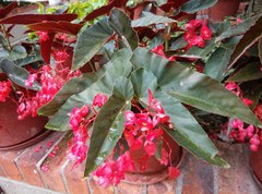 Begonia coccinea