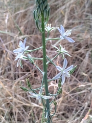 Ornithogalum