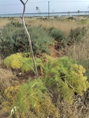 Ferula communis
