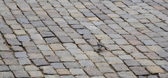 Motacilla alba