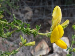 Adenocarpus telonensis