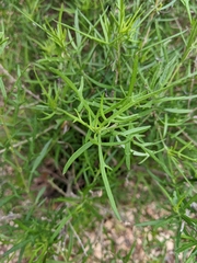 Sidneya