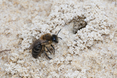 Colletes cunicularius