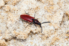 Anostirus purpureus