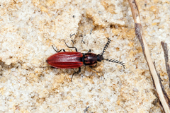 Anostirus purpureus