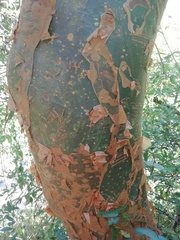 Commiphora harveyi