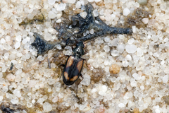 Bembidion quadrimaculatum