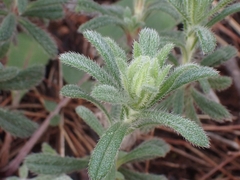 Ajuga iva