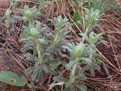 Ajuga iva