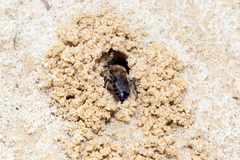 Colletes cunicularius