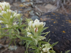 Castilleja xanthotricha