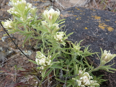 Castilleja xanthotricha