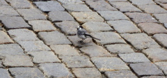 Motacilla alba