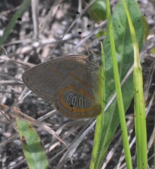 Neonympha areolatus