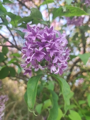 Syringa vulgaris
