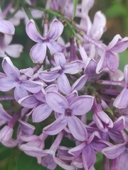 Syringa vulgaris