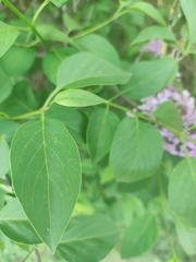 Syringa vulgaris