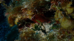 Cephalopholis cruentata