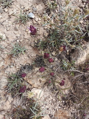 Thymus moroderi