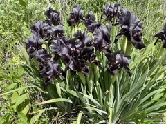 Iris atrofusca