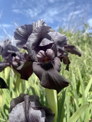 Iris atrofusca