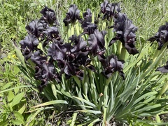Iris atrofusca