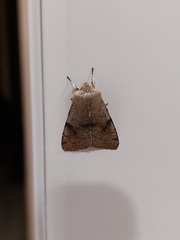 Orthosia incerta
