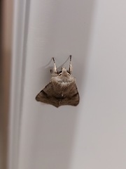 Orthosia incerta