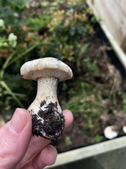 Melanoleuca verrucipes