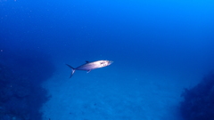 Scomberomorus regalis