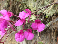 Comparettia falcata
