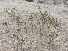 Eremocarya micrantha