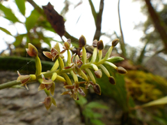Cranichis ciliata