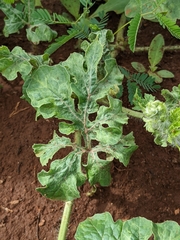 Cucumber mosaic virus
