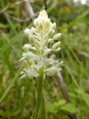 Cranichis ciliata