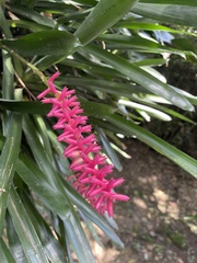 Aechmea gamosepala