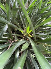 Aechmea gamosepala