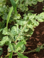 Cucumber mosaic virus