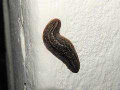 Phyllocaulis soleiformis