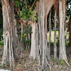 Ficus